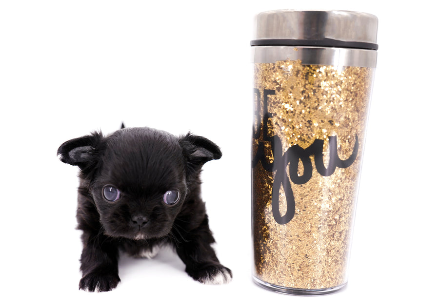 Konay LC Teacup Extreme short muzzle