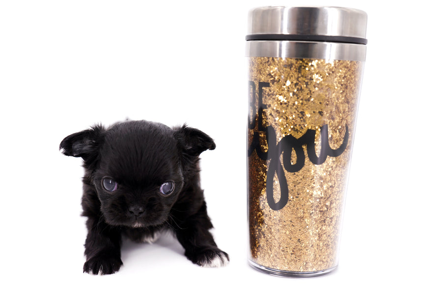 Konay LC Teacup Extreme short muzzle