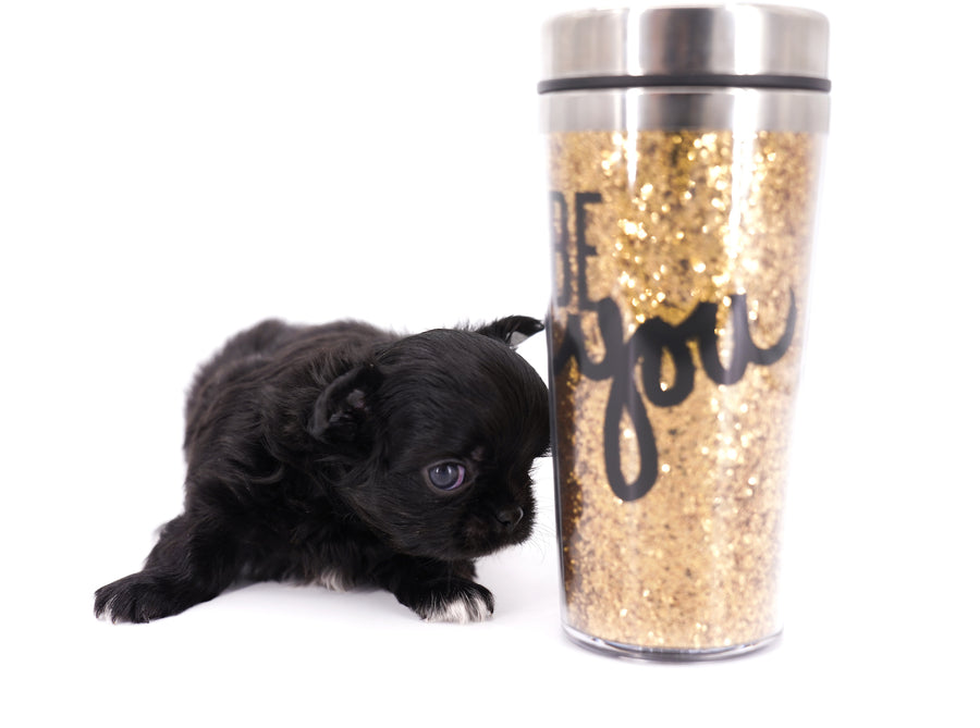 Konay LC Teacup Extreme short muzzle