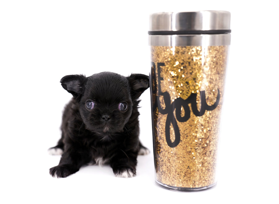 Konay LC Teacup Extreme short muzzle