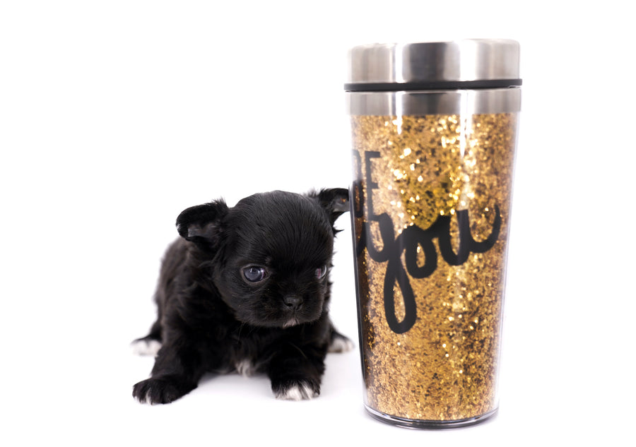 Konay LC Teacup Extreme short muzzle
