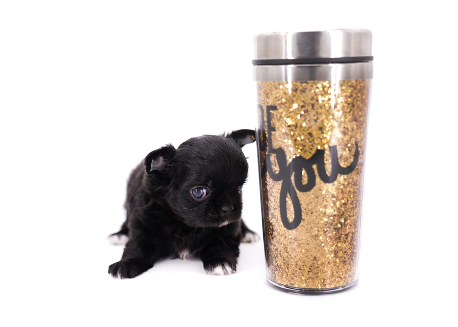 Konay LC Teacup Extreme short muzzle