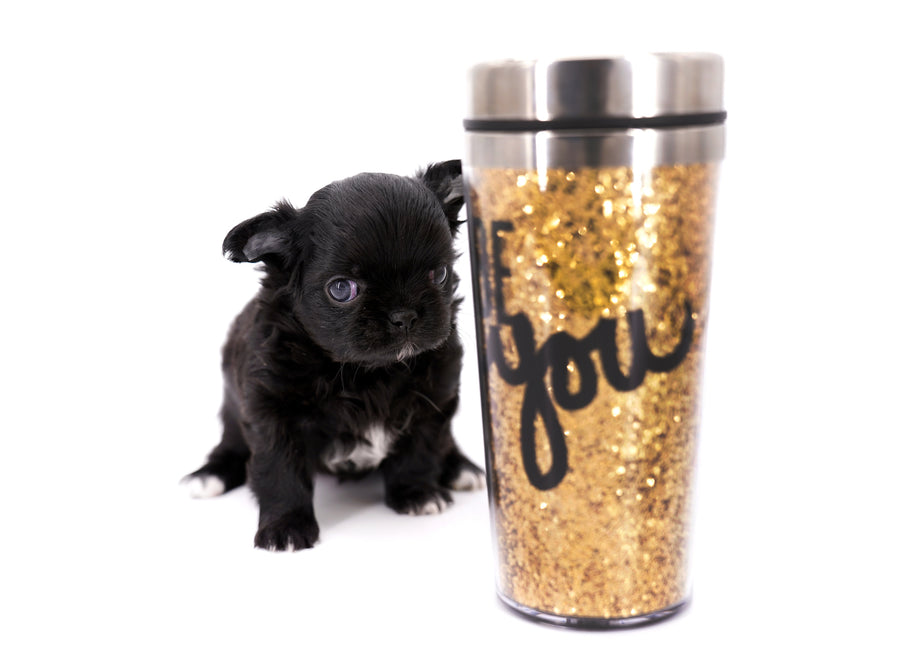 Konay LC Teacup Extreme short muzzle