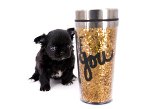 Konay LC Teacup Extreme short muzzle