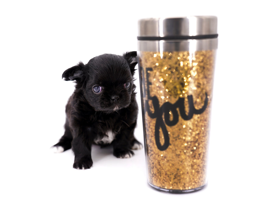 Konay LC Teacup Extreme short muzzle