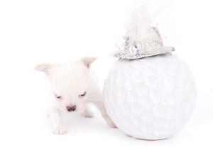 Suri Micro Teacup LC White Boy