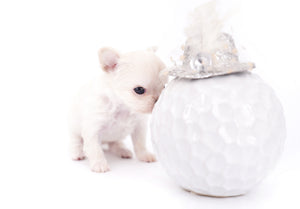 Suri Micro Teacup LC White Boy