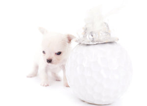 Suri Micro Teacup LC White Boy