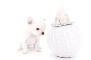 Suri Micro Teacup LC White Boy