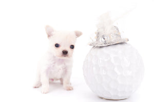 Suri Micro Teacup LC White Boy