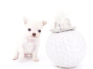 Suri Micro Teacup LC White Boy