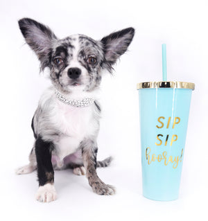 Marly Blue Merle LC Teacup Boy