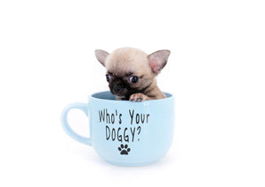 Milan West  Teacup SC Blue Fawn Boy