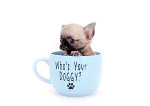 Milan West  Teacup SC Blue Fawn Boy