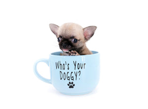 Milan West  Teacup SC Blue Fawn Boy