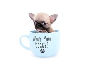 Milan West  Teacup SC Blue Fawn Boy
