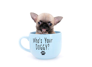 Milan West  Teacup SC Blue Fawn Boy