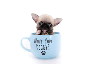 Milan West  Teacup SC Blue Fawn Boy