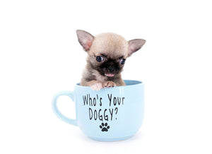 Milan West  Teacup SC Blue Fawn Boy