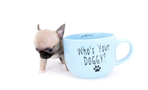 Milan West  Teacup SC Blue Fawn Boy