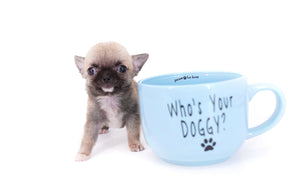 Milan West  Teacup SC Blue Fawn Boy