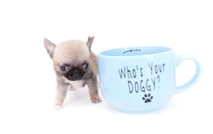 Milan West  Teacup SC Blue Fawn Boy