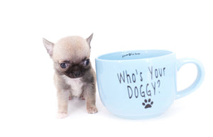 Milan West  Teacup SC Blue Fawn Boy