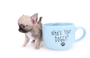 Milan West  Teacup SC Blue Fawn Boy