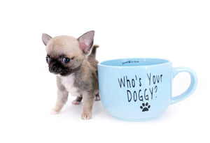 Milan West  Teacup SC Blue Fawn Boy