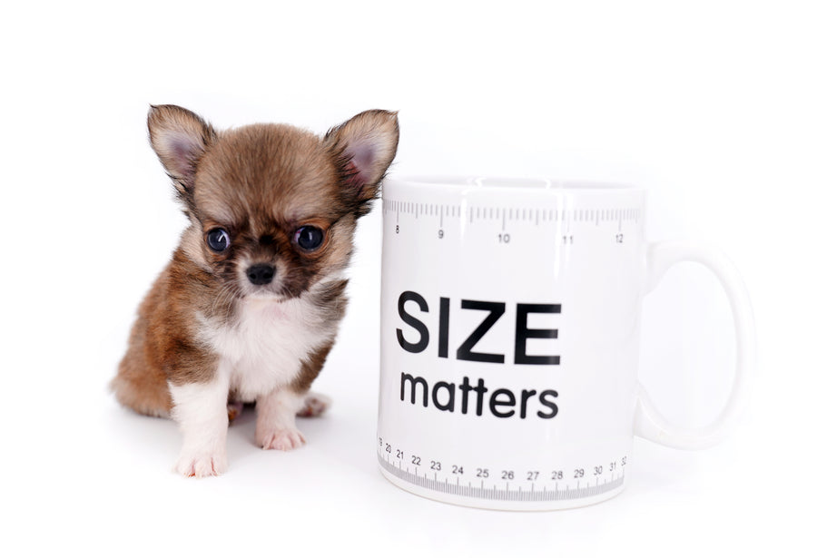 Miny is a micro teacup LC Sable Boy