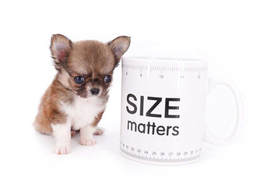 Miny is a micro teacup LC Sable Boy