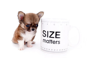 Miny is a micro teacup LC Sable Boy