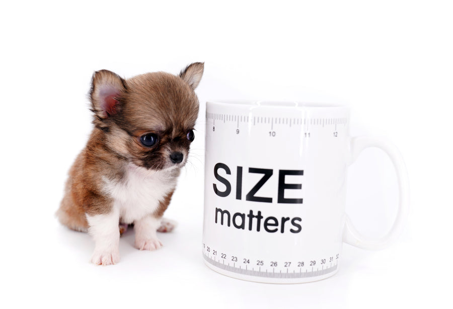 Miny is a micro teacup LC Sable Boy