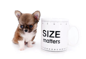 Miny is a micro teacup LC Sable Boy