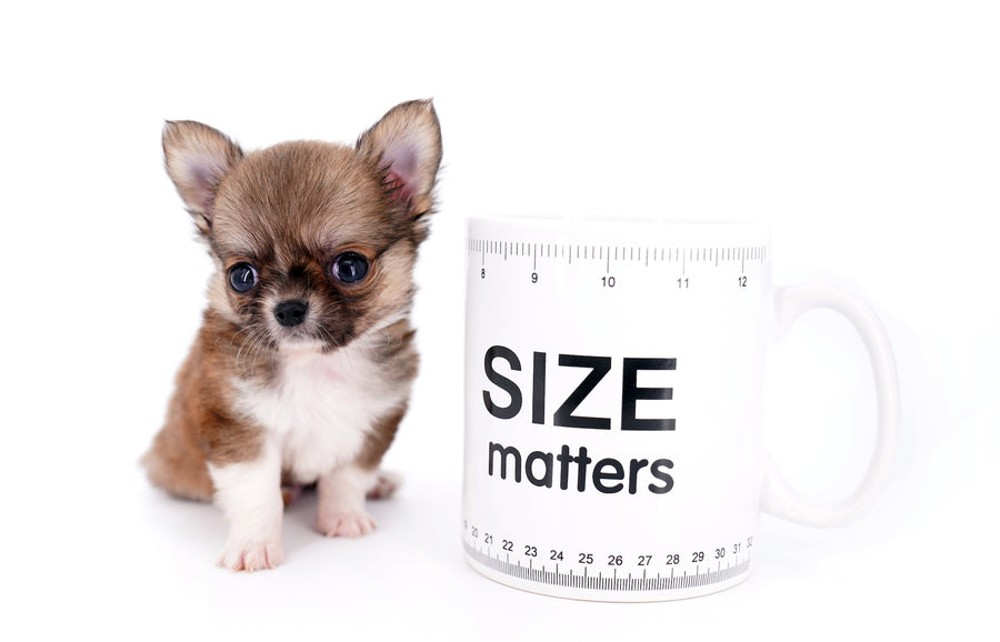 Miny is a micro teacup LC Sable Boy