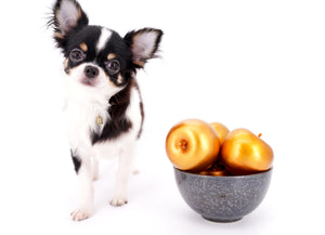 Smore Boy Just perfection