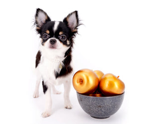 Smore Boy Just perfection