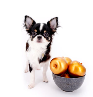 Smore Boy Just perfection