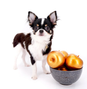 Smore Boy Just perfection