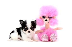 Sold Baby Luna