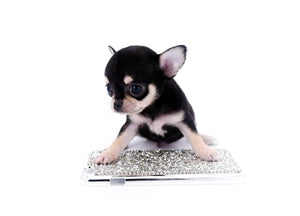 Micro Tricolor SC Boy