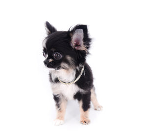 Diva Micro LC Girl