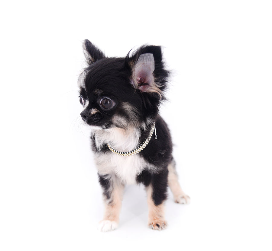 Diva Micro LC Girl