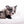 Marly Blue Merle LC Teacup Boy
