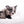 Marly Blue Merle LC Teacup Boy