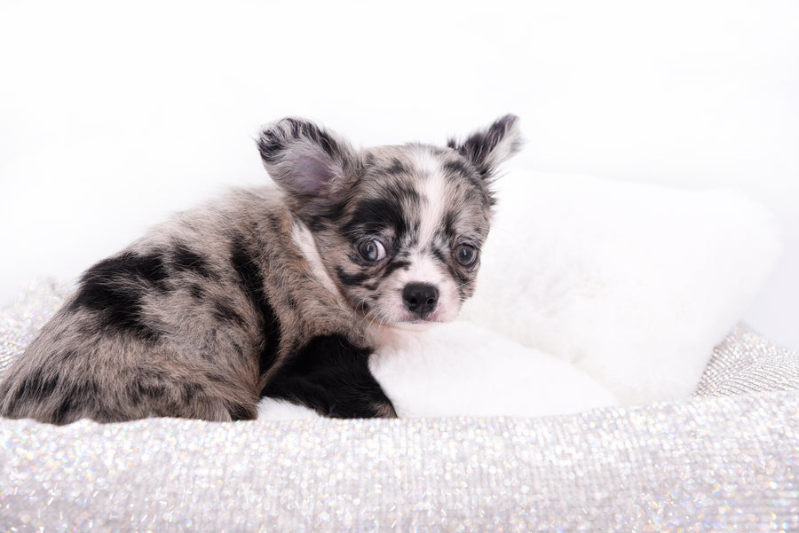 Marly Blue Merle LC Teacup Boy