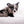 Marly Blue Merle LC Teacup Boy