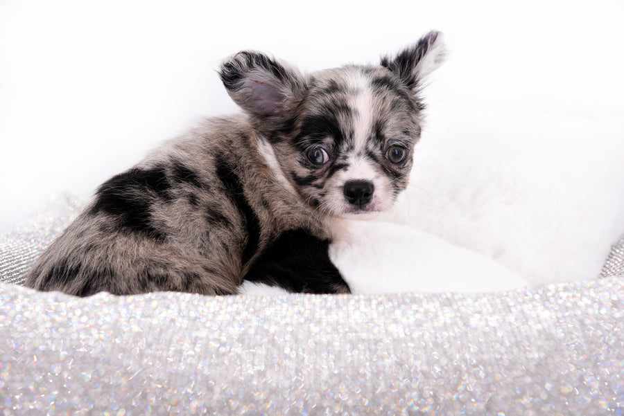 Marly Blue Merle LC Teacup Boy