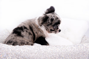 Marly Blue Merle LC Teacup Boy