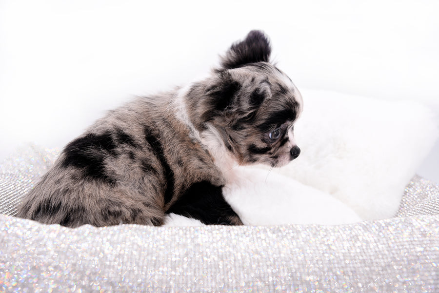 Marly Blue Merle LC Teacup Boy